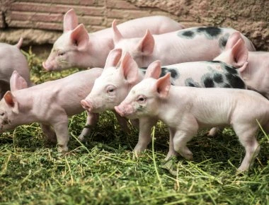 Περισσότερα τα γουρούνια από τους κατοίκους στην Ισπανία!